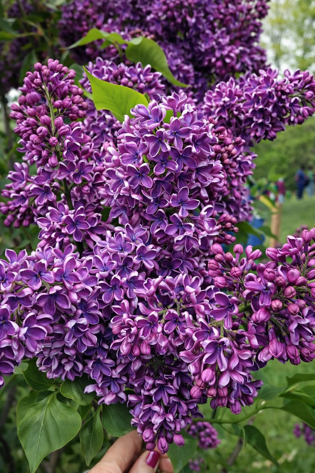 Plant health and lawn care program in Rochester NY